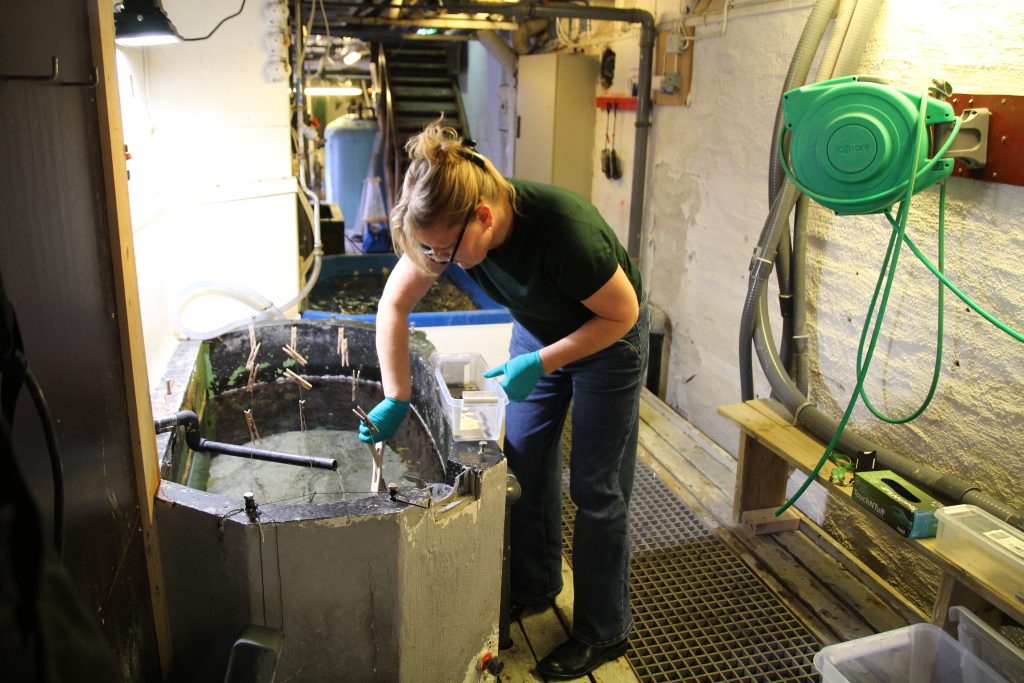 Following the publication of the SAPEA report "Biodegradability of plastics in the open environment report", Dr Bødtker set up an experiment at the Bergen Aquarium.