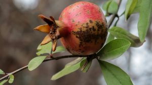 Our webinar, held on 17th July 2025, explored the questions: What is ‘One Health’, and what role does the sustainability of the environment and ecosystems play within it?